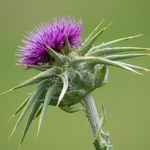 Head of milk thistle (Sylibum marianum)