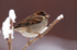 House Sparrow