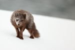 Arctic Fox eye contact, Hornstrandir, Iceland