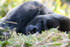 Gorilla sleeping  _AN019