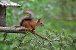 Red Squirrel