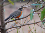 Red-Breasted Robin