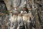 Black-legged Kittiwake nests, Whittier, Alaska
