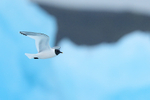 Sabine's Gull flying, iceberg background, Jokulsarlon, Iceland
