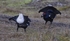 Black Grouse
