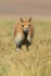 Vicuna looking straight ahead, Chile