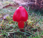 Scarlet Waxcap