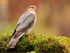 Sparrowhawk (male) at sunrise, Dumfries, Scotland