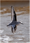 Sanderling in Flight