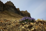 Boreal jacob's ladder 7487