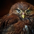 BBo-02-Boobook Owl