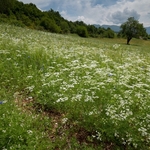 Coriander ( Coriandrum sativum) planted as a green fertiliizer