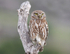 Little Owl