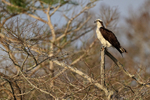 Perched Osprey with tree background, Blue Cypress Lake, Florida