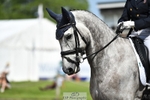 316-D'ARTAGNAN-Tiana_Coudray-WEDTrotUp+DR portfolio