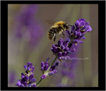 Honey Bee...