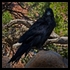 Grand Canyon Raven
