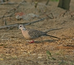 Spottted Dove