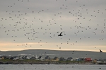 Vardø, Varanger peninsula, Troms og Finnmark, Norway