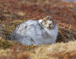 Mountain Hare - Lepus timidus