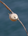 Fulmar in flight along the cliffs at Durlston
