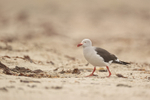 Dolphin Gull, Saunders Island, Falklands