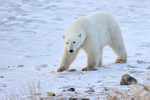 Polar Bear walking along beach, Churchill, Canada