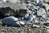 White Wagtail