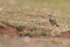 Rock Pipit, Durlston, Dorset