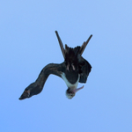 Great Frigatebird diving, Kilauea Point, Kauai