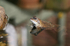 Frog  2