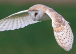 Barn Owl