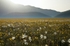 Spring meadow