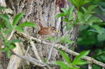 Wren