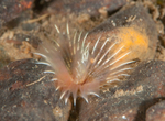 Chone infundibuliformis