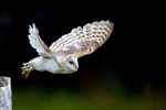 Barn Owl