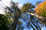 Westonbirt _WB017