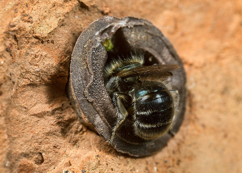 [i]Osmia caerulescens[/i] female investigating an old screw hole. Warwickshire garden, June 2014.