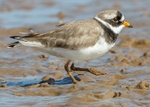 Ringed Plover 2