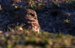FLB054: Burrowing owl