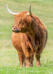 Highland Cow