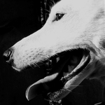 Wolf dog...