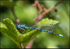 Damselfly - Common Blue