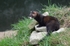 Polecat
