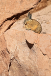 Southern Mountain Viscacha sat motionless, Antofagasta Region, Chile