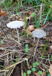 Pleated Inkcap