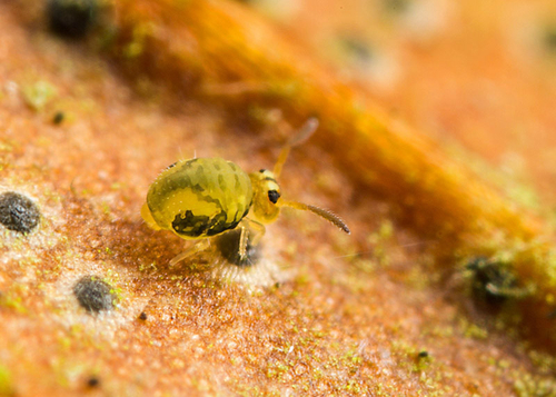 On the underside of a fallen leaf. Warwickshire, July 2013.