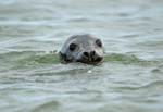 Common Seal