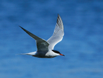 Common Tern in flight at Farmoor