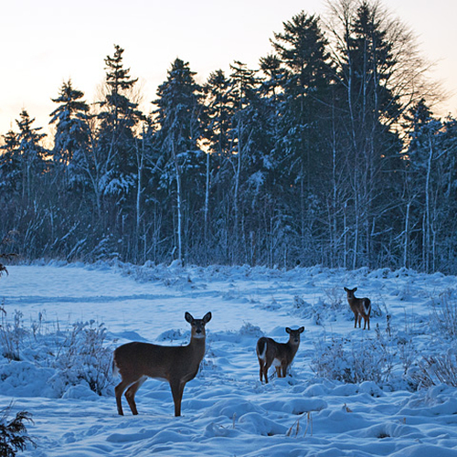 A doe and her two fawns pause for a pose early on a winter's morning.